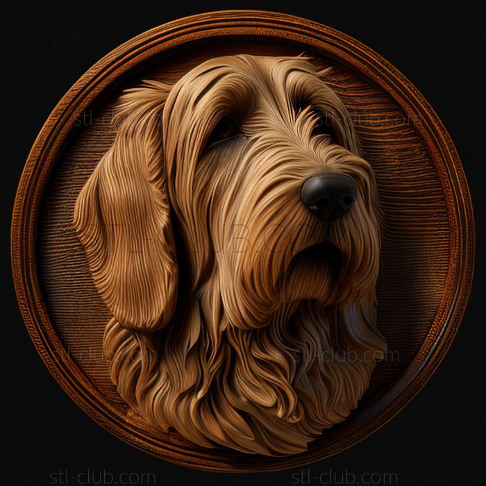 st Small Vendean Basset Griffon dog